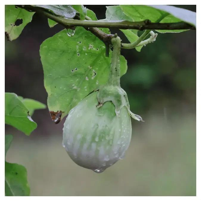 বেগুন গাছের পোকামাকড়