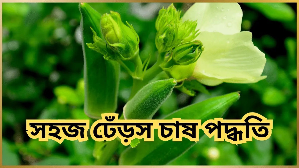 ঢেঁড়স চাষ পদ্ধতি