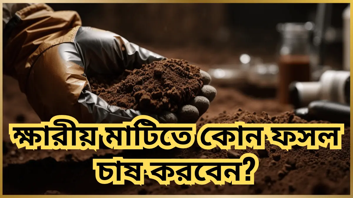 ক্ষারীয় মাটিতে কোন ফসল ভালো হয়