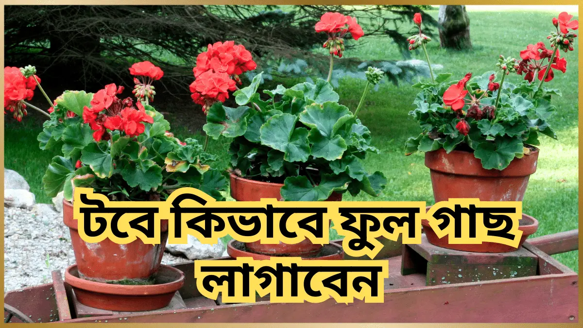 টবে ফুল গাছ লাগানোর নিয়ম