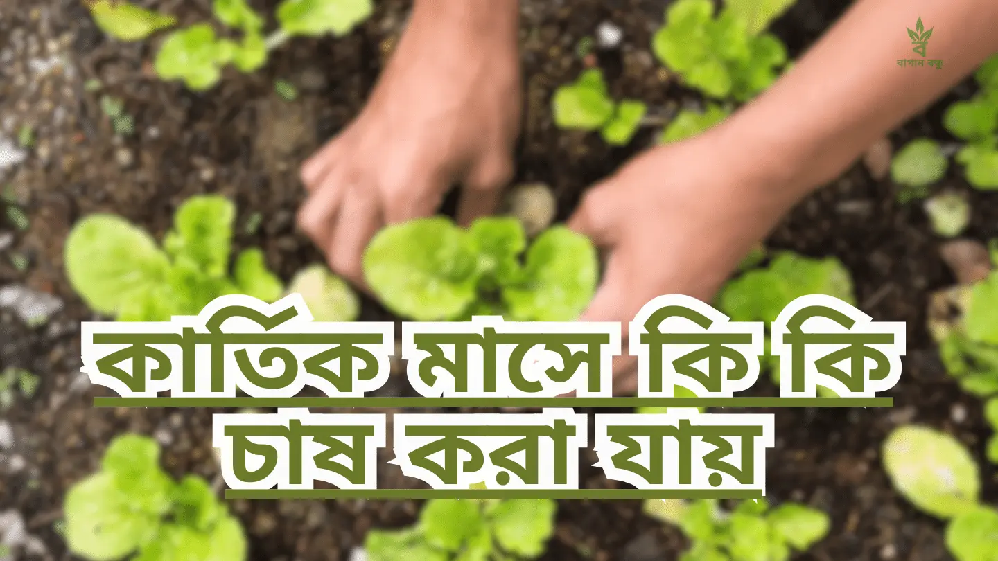 কার্তিক মাসে কি কি-চাষ-করা যায়