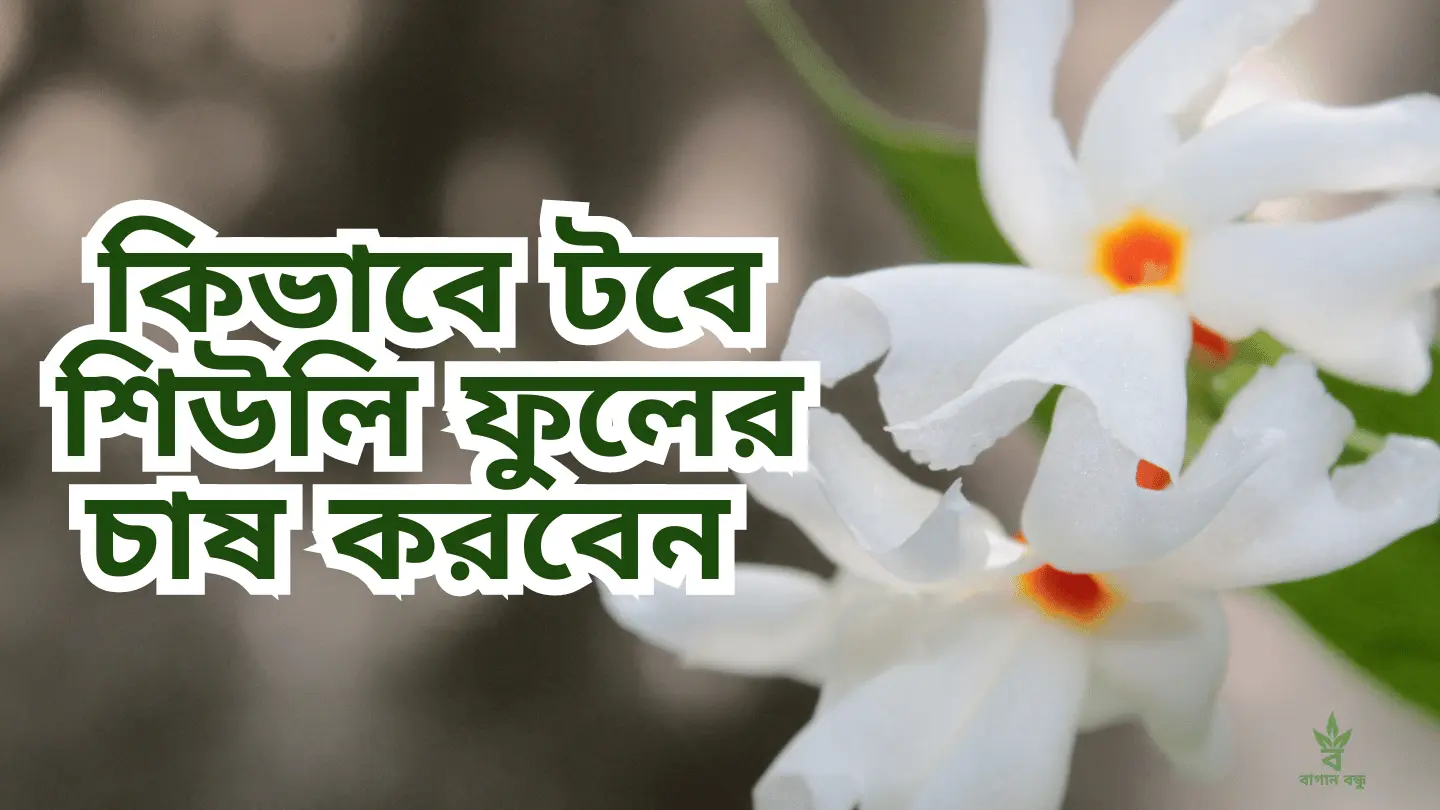 টবে শিউলি ফুলের চাষ