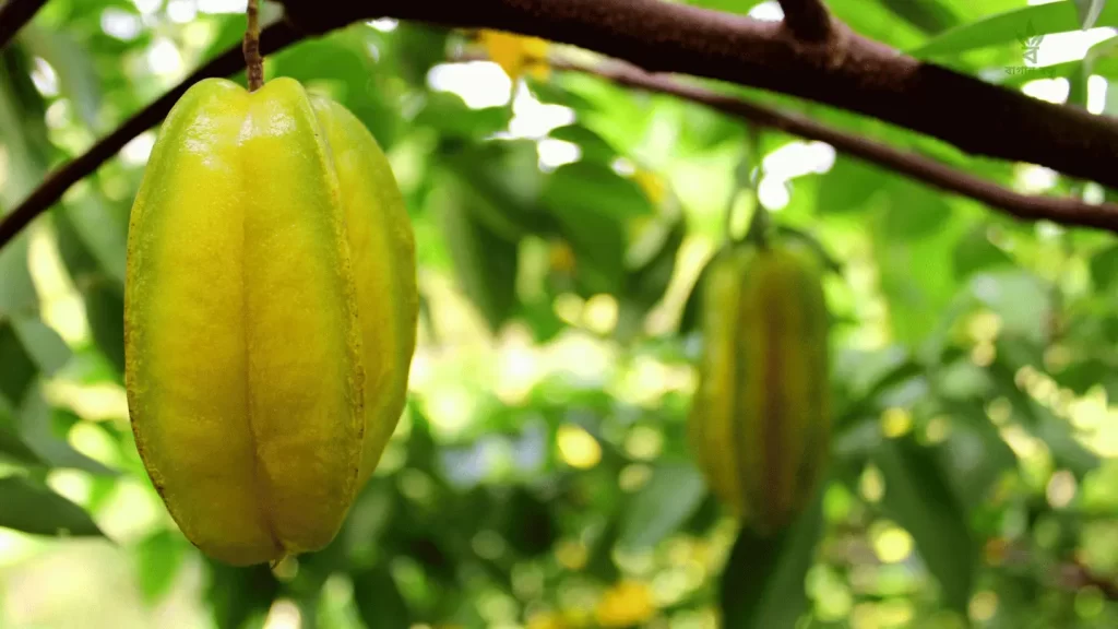 ছায়াযুক্ত স্থানের ফলের গাছ