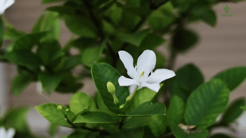 টবে শিউলি ফুলের চাষ